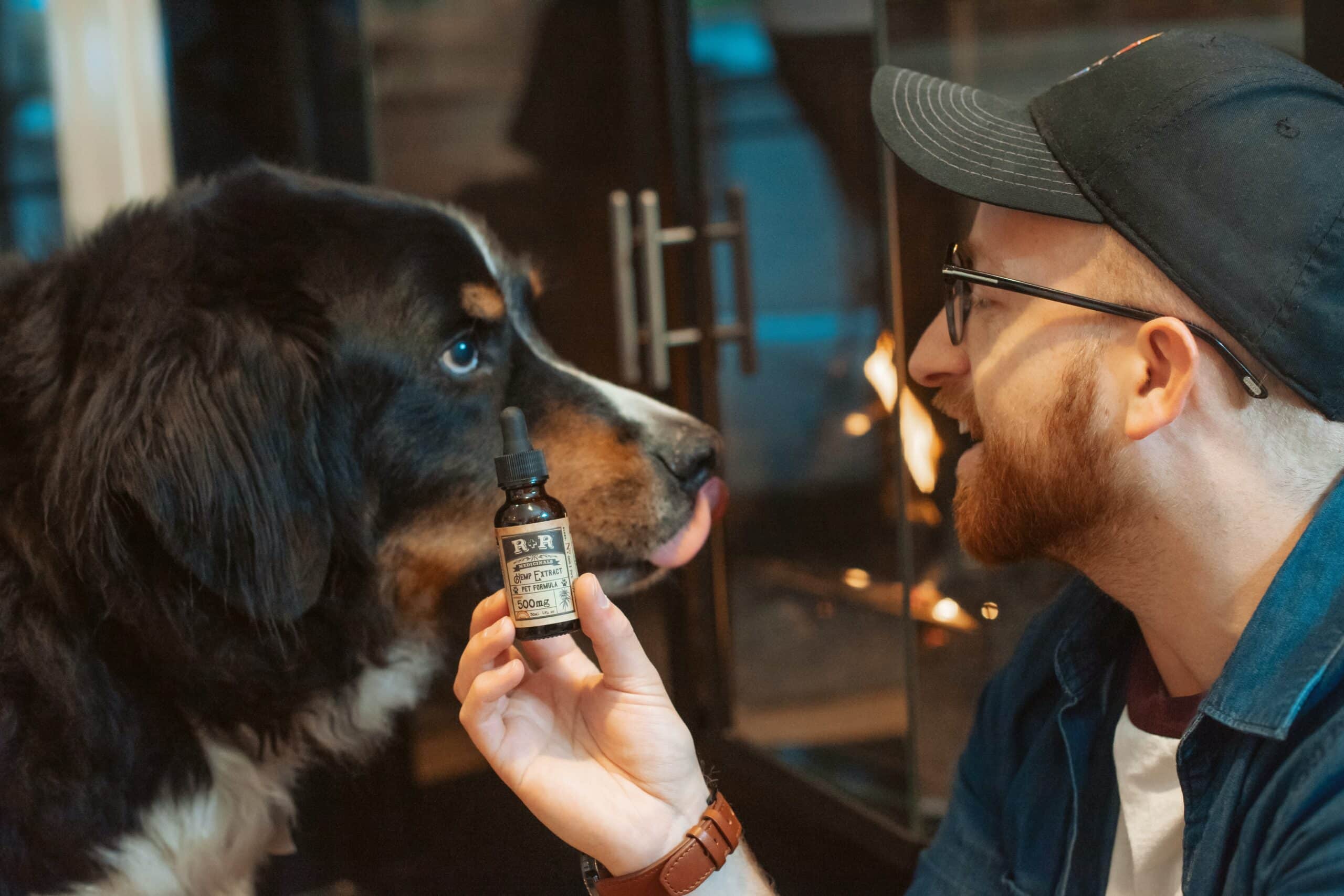 Benefits of CBD Oil for Pets: 9 Reasons to Give Your Pet CBD