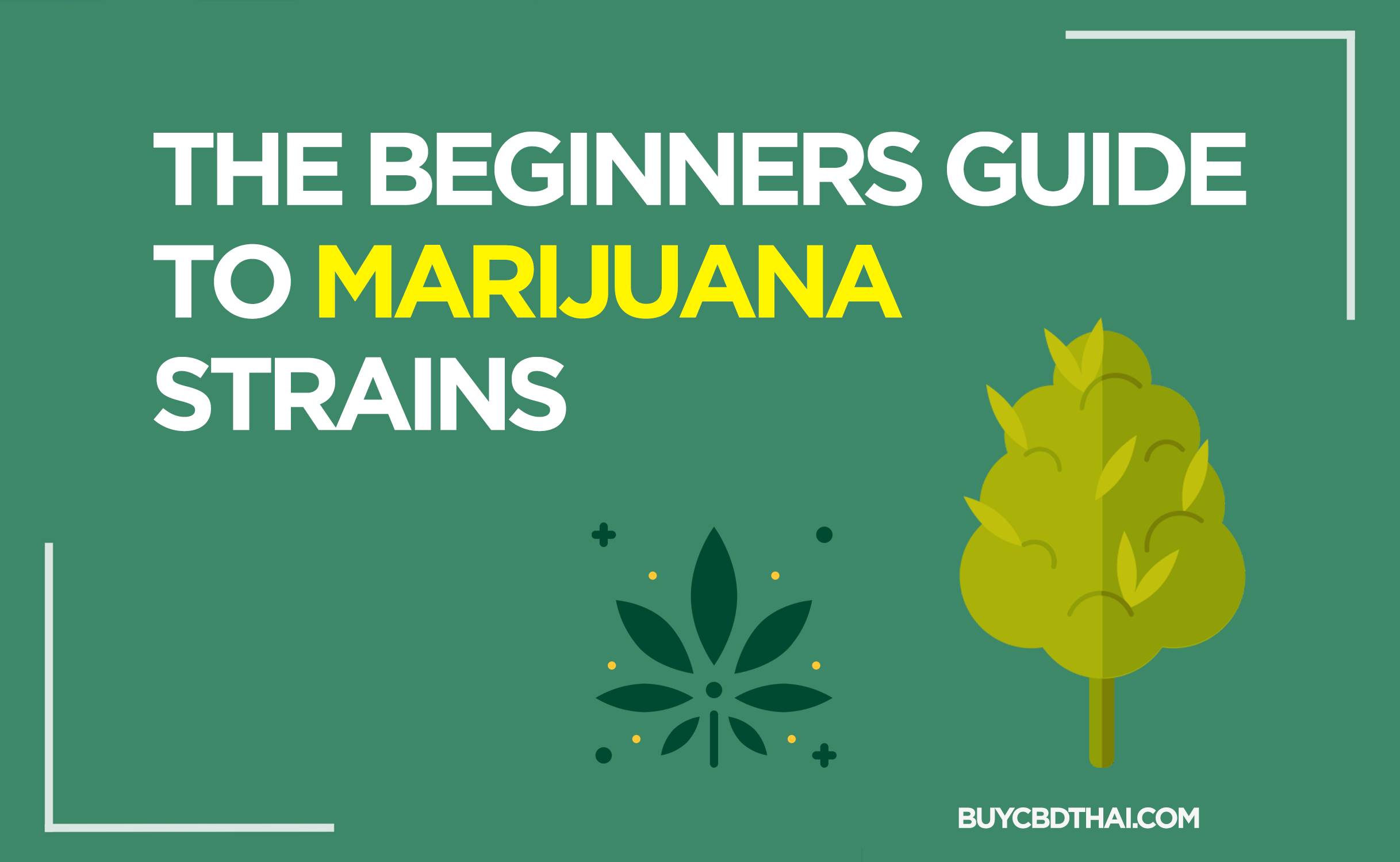 The Beginners Guide to Marijuana Strains