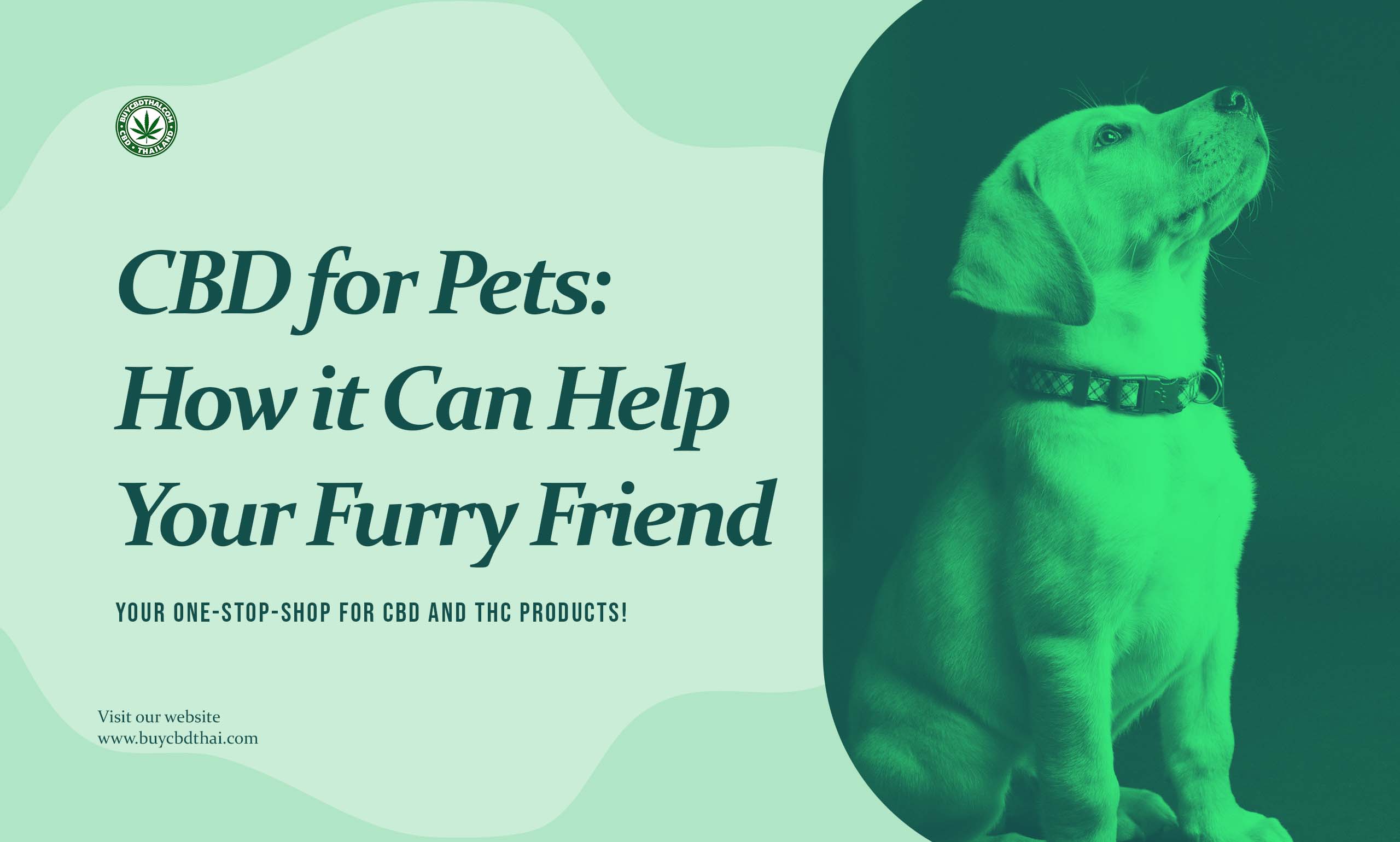 CBD for Pets: How it Can Help Your Furry Friend